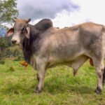 zeebo cow