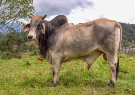 zeebo cow