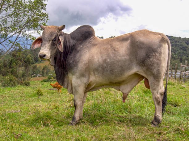 zeebo cow